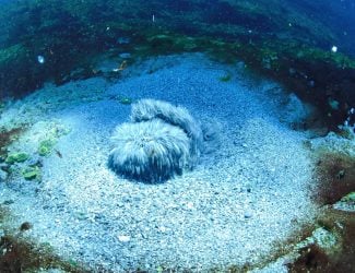 The Mineral Spring (2)